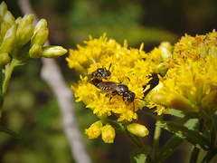 Perdita octomaculata