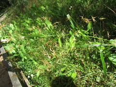 Rhynchospora corniculata