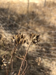 Lomatium nudicaule