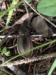Carabus nemoralis