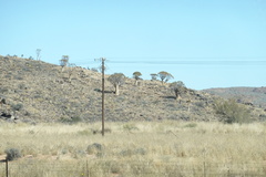 Aloidendron dichotomum