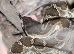 Crotalus oreganus helleri