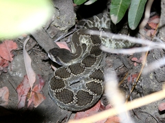 Crotalus oreganus helleri