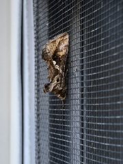 Chrysodeixis