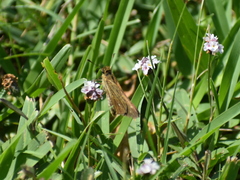 Panoquina panoquin