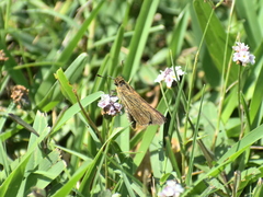 Panoquina panoquin
