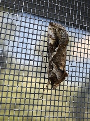 Chrysodeixis
