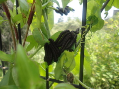 Passiflora subpeltata