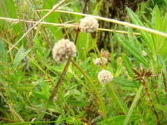 Eriocaulon majusculum