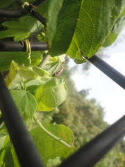 Passiflora subpeltata