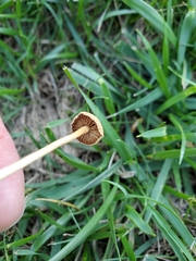 Conocybe tenera