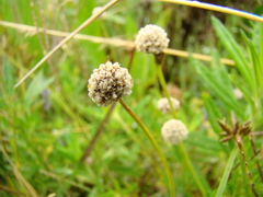 Eriocaulon majusculum