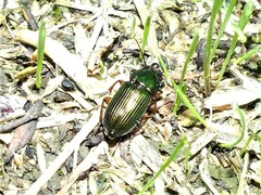 Harpalus affinis