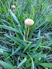 Conocybe tenera