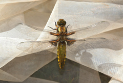 Libellula depressa