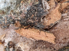 Lycosoidea