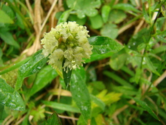 Spermacoce verticillata