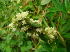 Spermacoce verticillata