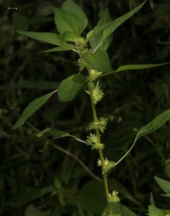 Acalypha virginica