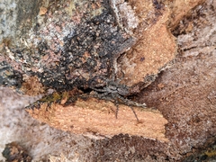 Lycosoidea