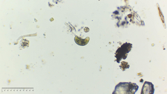 Euglena oblonga