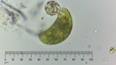 Euglena oblonga