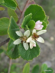 Pterostemon mexicanus