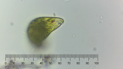 Euglena oblonga