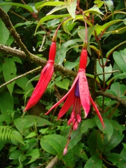 Fuchsia regia