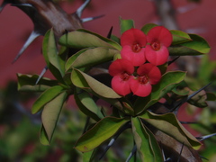 Euphorbia milii