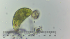 Euglena oblonga