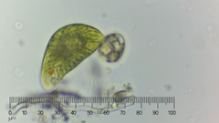 Euglena oblonga