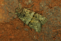 Litholomia napaea