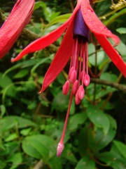 Fuchsia regia