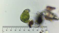Euglena