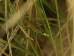 Conocephalus concolor hispanicus