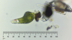 Euglena