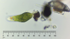 Euglena