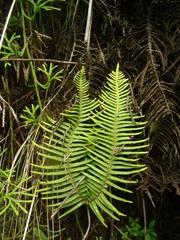 Dicranopteris nervosa