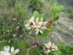 Pterostemon mexicanus