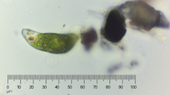 Euglena