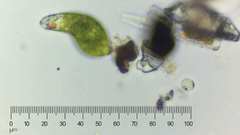 Euglena