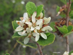 Pterostemon mexicanus