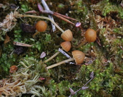 Galerina calyptrata
