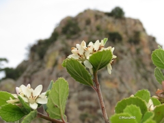 Pterostemon mexicanus