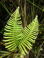 Dicranopteris nervosa