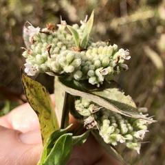 Pycnanthemum californicum