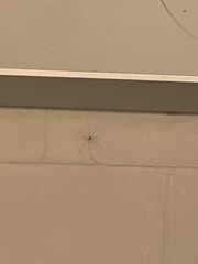 Crossopriza lyoni