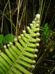 Dicranopteris nervosa