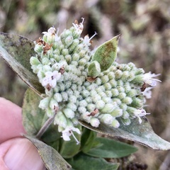 Pycnanthemum californicum